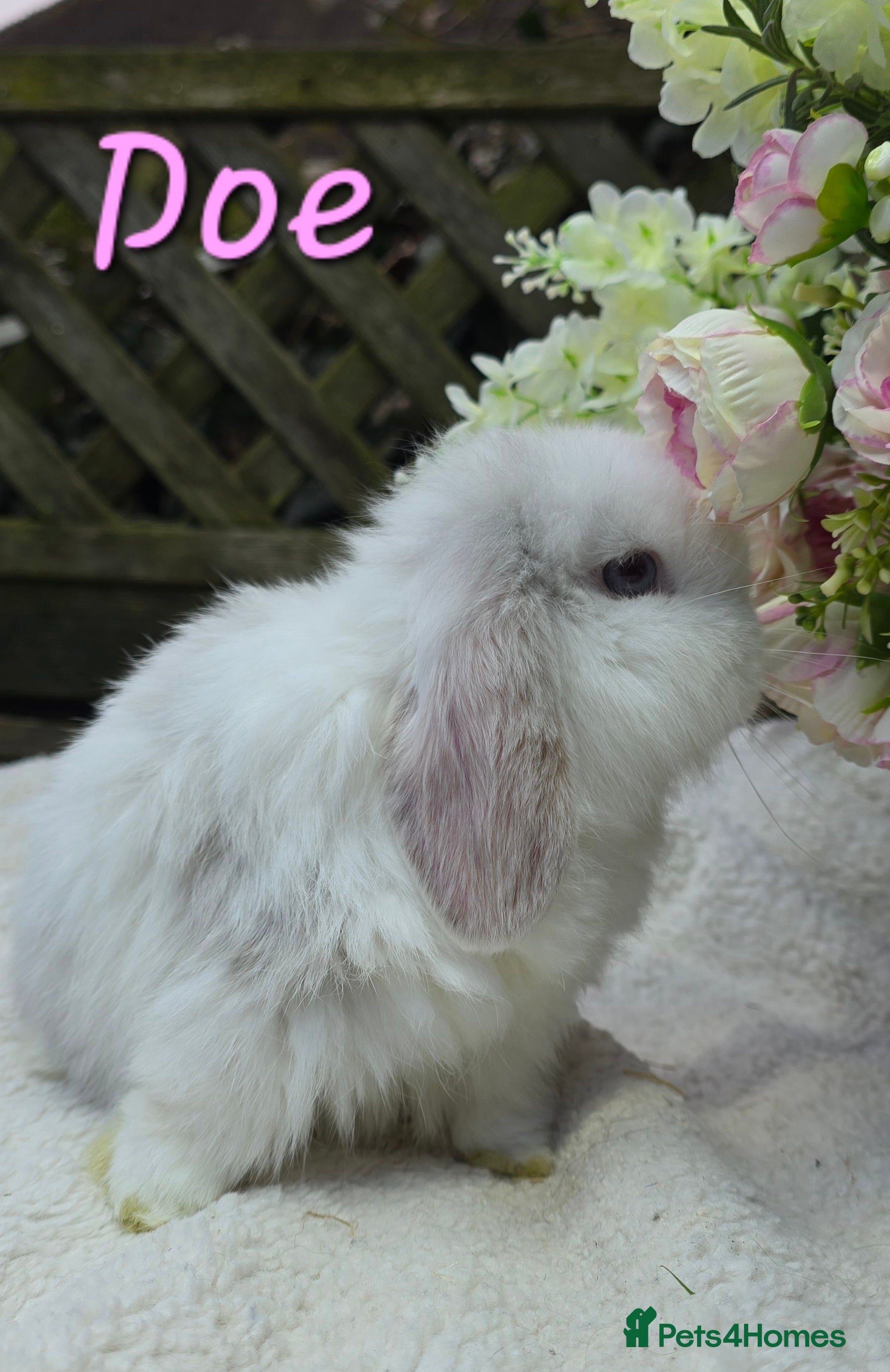 Mini Lop rabbits Beautiful mini lops girls and boys - Advert 10