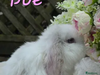 Mini Lop rabbits Beautiful mini lops girls and boys - Advert 10