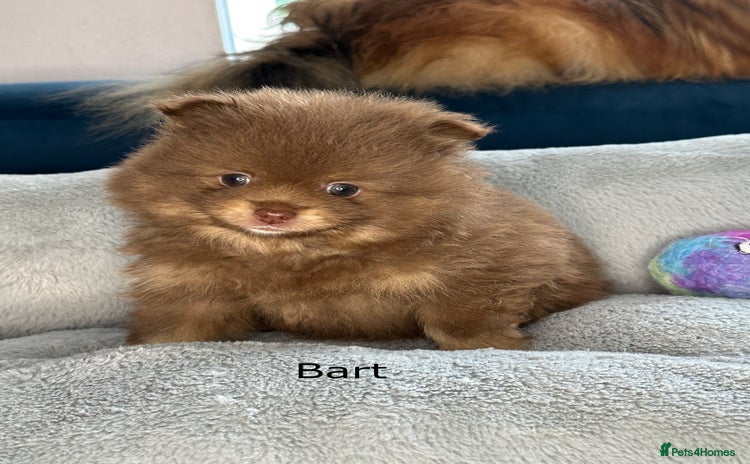 Pomeranian dogs - Advert 1