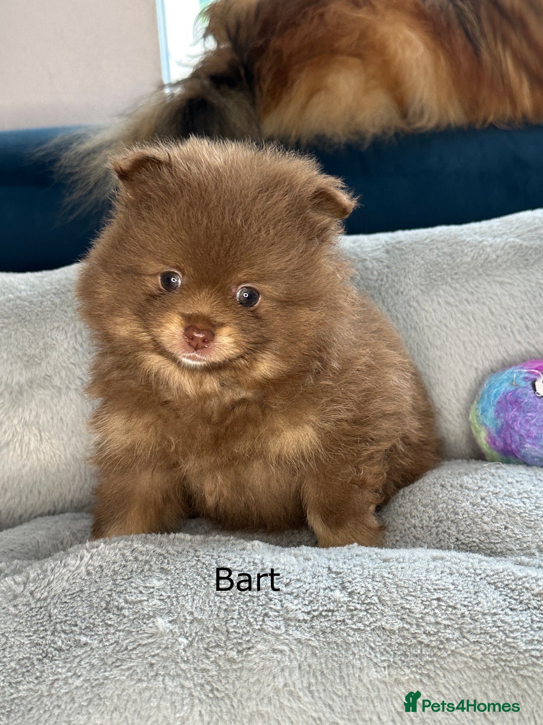 Pomeranian dogs for sale: Beautiful Poms ready 13th September - Image 1