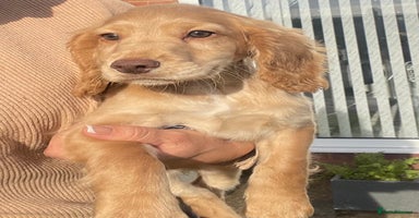 Cocker Spaniel dogs - Advert 12