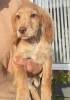 Cocker Spaniel dogs - Advert 16