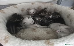 Mixed Breed cats for sale: 3 boys 4 girls looking for new home - Image 1