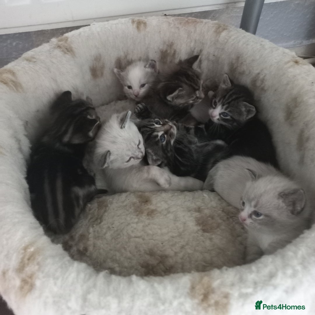 Mixed Breed cats for sale: 3 boys 4 girls looking for new home - Image 1