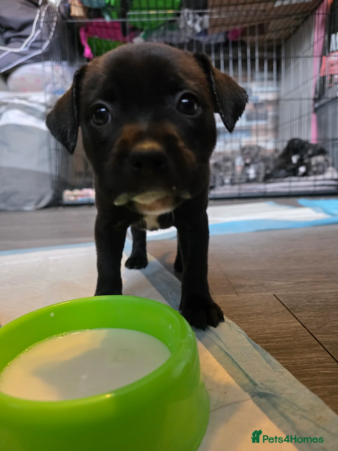 Staffordshire Bull Terrier dogs for sale: Staffordshire bull terrier blues  - Advert 35