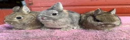 Netherland Dwarf rabbits for sale: Young Netherland Dwarfs - Advert 6