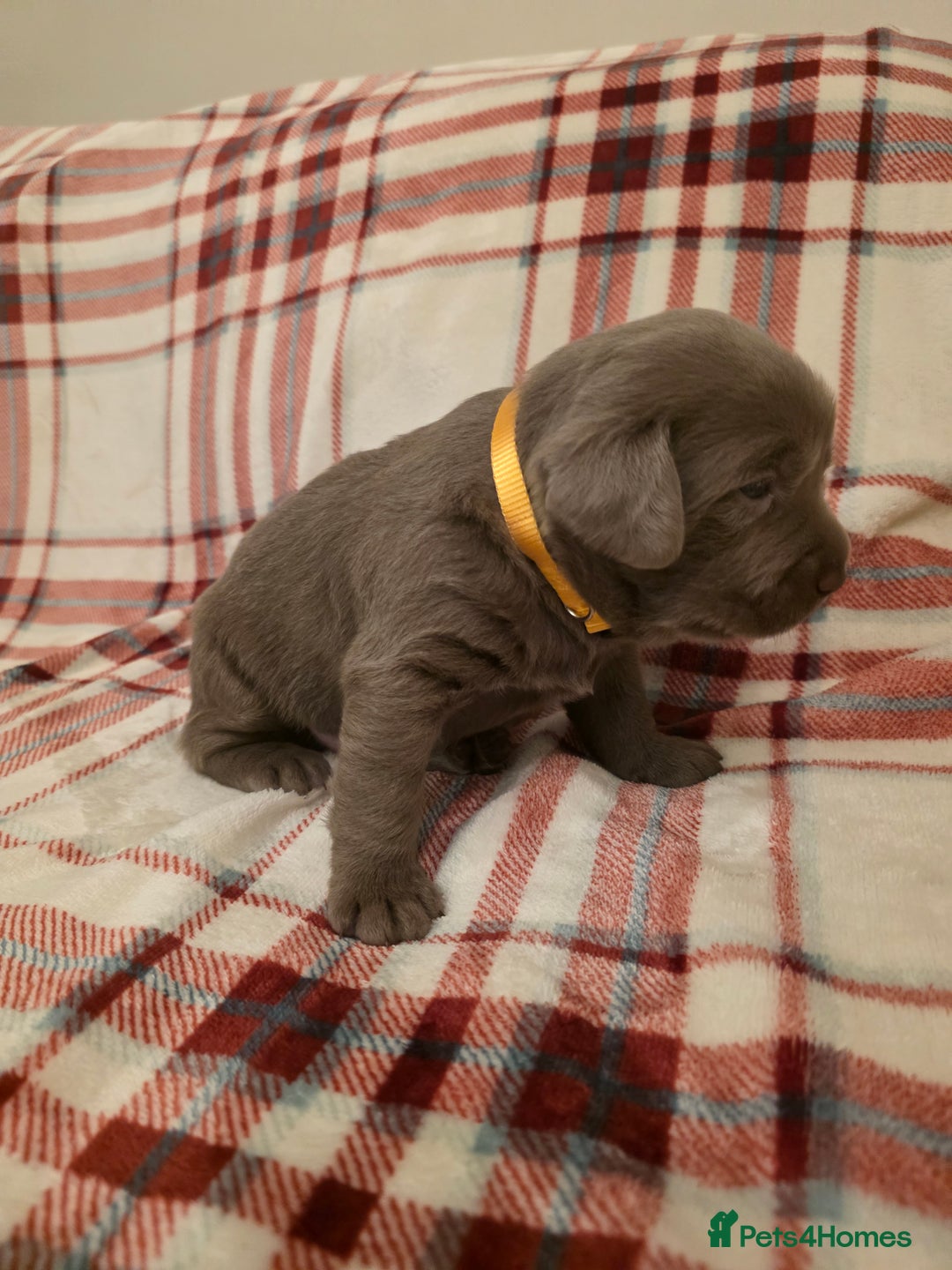 Labrador Retriever dogs for sale: Silver Labrador Puppies For Sale - Advert 13