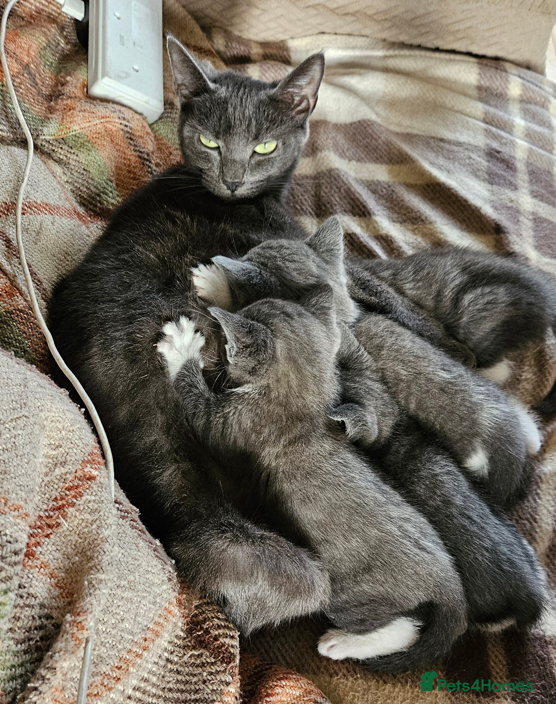 Mixed Breed cats 2 Female Mix Breed Kittens For Sale - Advert 4