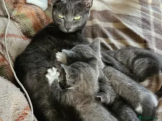 Mixed Breed cats 2 Female Mix Breed Kittens For Sale - Advert 4