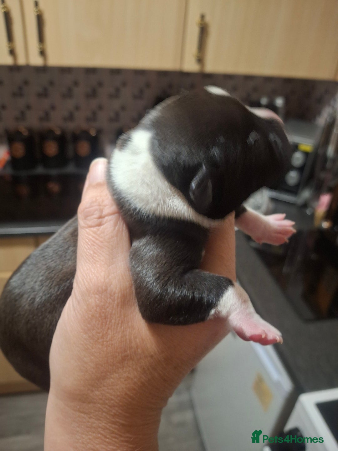 Staffordshire Bull Terrier dogs for sale: Staffordshire bull terrier puppies  - Image 7