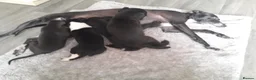Italian Greyhound dogs for sale: Italian greyhound pups - Advert 4