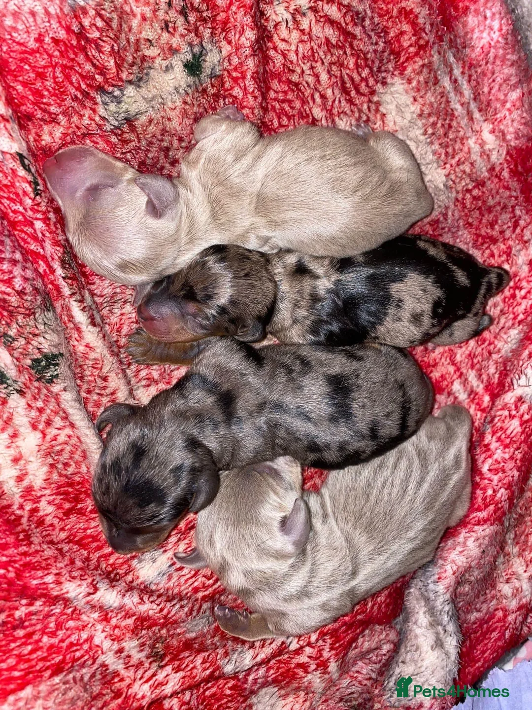 Miniature Dachshund dogs for stud: Tiny Piebald Stud with Free Ovulation Testing  in Stockton-on-Tees - Advert 14