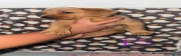 Labrador Retriever dogs for sale: Homebreed Red Fox Labrador Puppies  - Advert 12