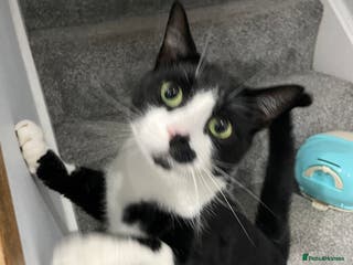 Mixed Breed cats Very reluctant rehoming much lived family pet - Advert 18