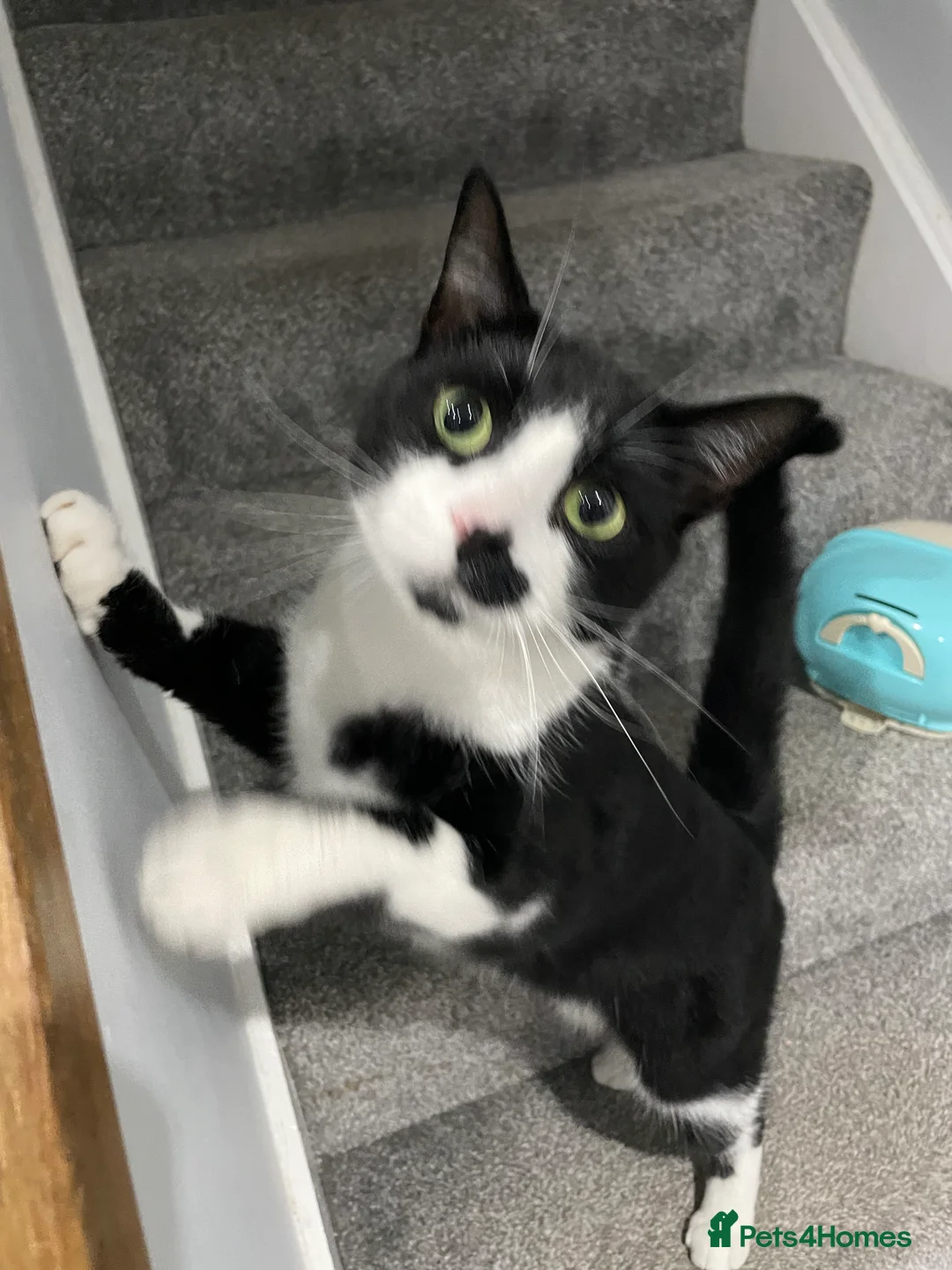 Mixed Breed cats for sale: Very reluctant rehoming much lived family pet - Advert 1