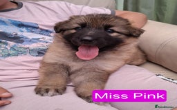 German Shepherd dogs for sale: Stunning blue and sable GSD puppies - Image 11