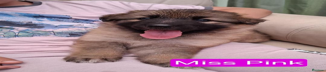 German Shepherd Puppy 1