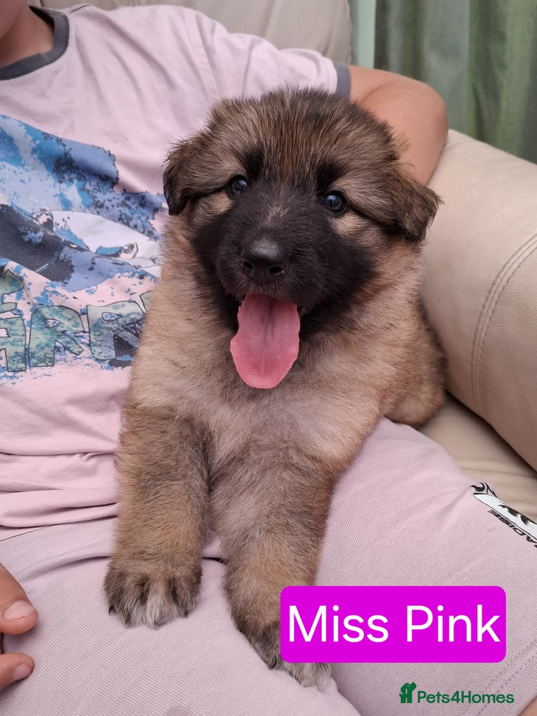 German Shepherd dogs for sale: Stunning blue and sable GSD puppies - Image 11