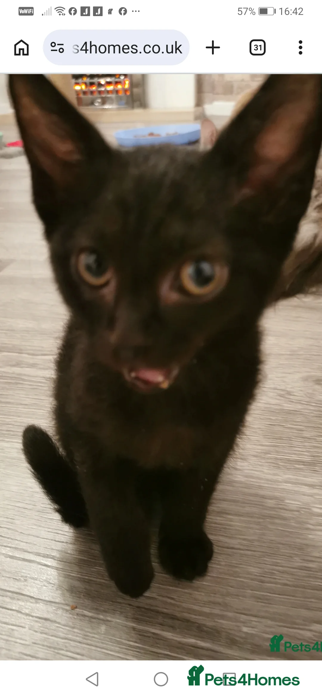 Mixed Breed cats for sale: Maine coon cross kittens for sale - Advert 2