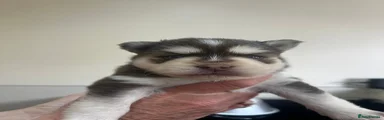 Pomsky Puppy 2