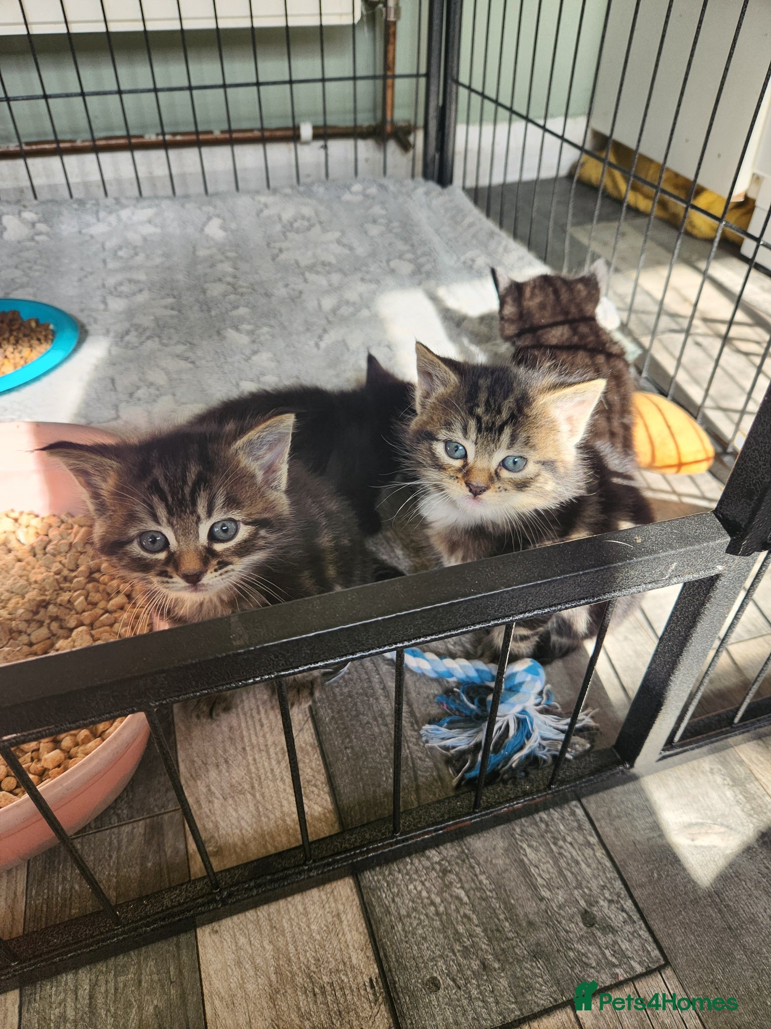 Mixed Breed cats 3 adorable tabby kittens - Advert 18