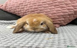 Mini Lop rabbits for sale: Beautiful mini lop rabbits for sale - Image 24