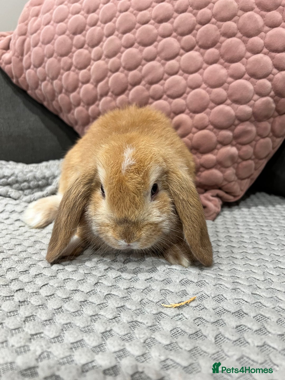 Mini Lop rabbits for sale: Beautiful mini lop rabbits for sale - Image 24