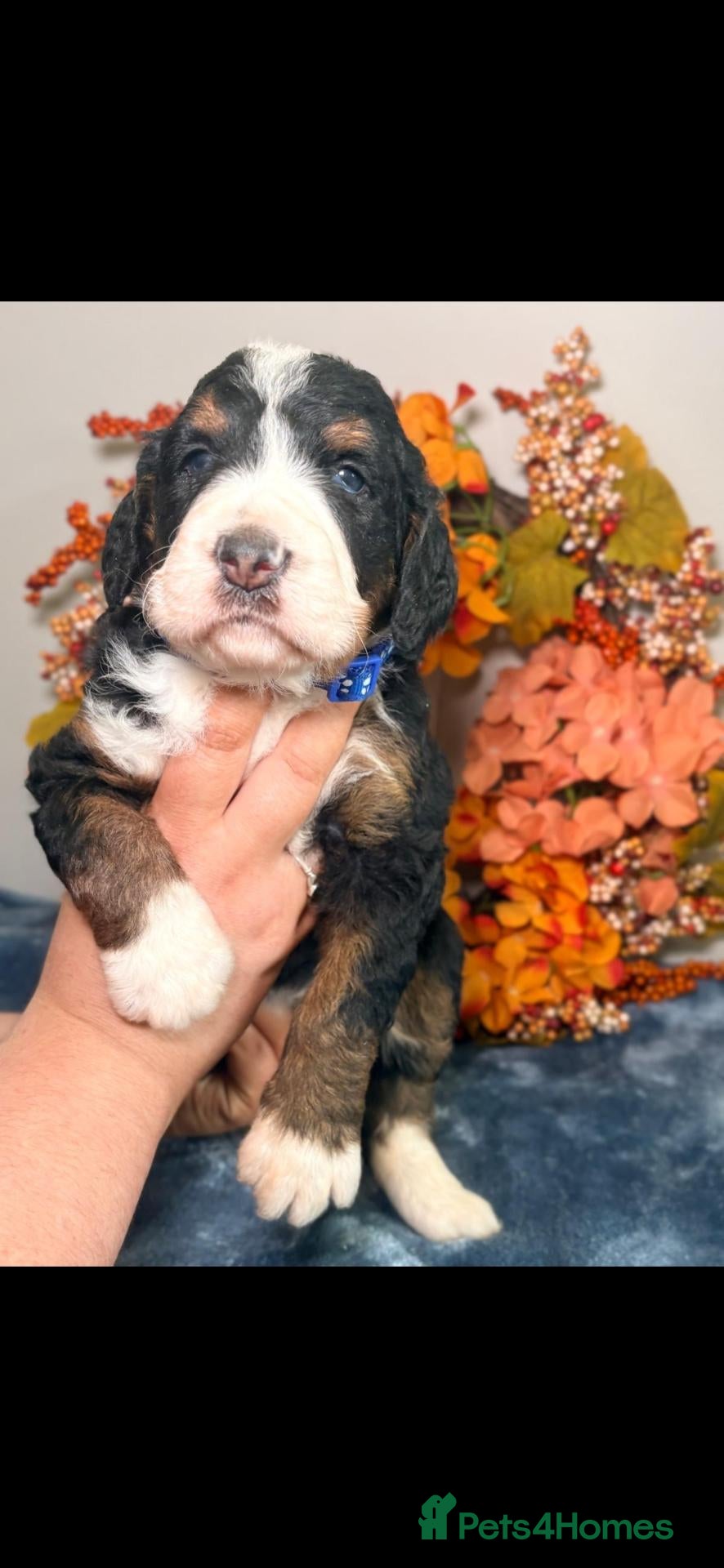 Bernedoodle dogs  Only 1 F1 tri colour bernedoodle  - Advert 2
