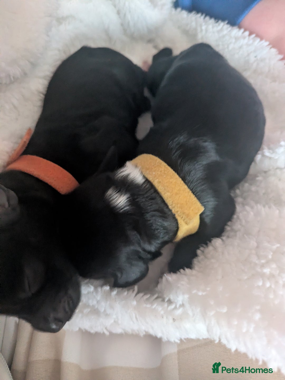 Cockapoo dogs for sale: F2 cockapoo puppies for sale . - Advert 7