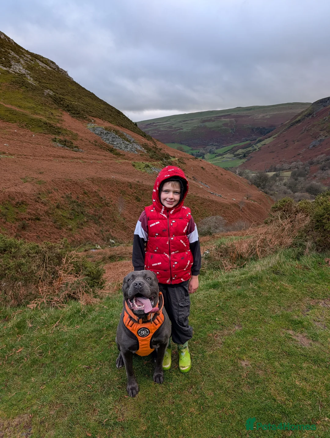 Cane Corso dogs for stud: Male 2 year old Cane Corso for Stud - Advert 4