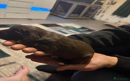 Cockerdor dogs for sale: Cockerdors  - Advert 27