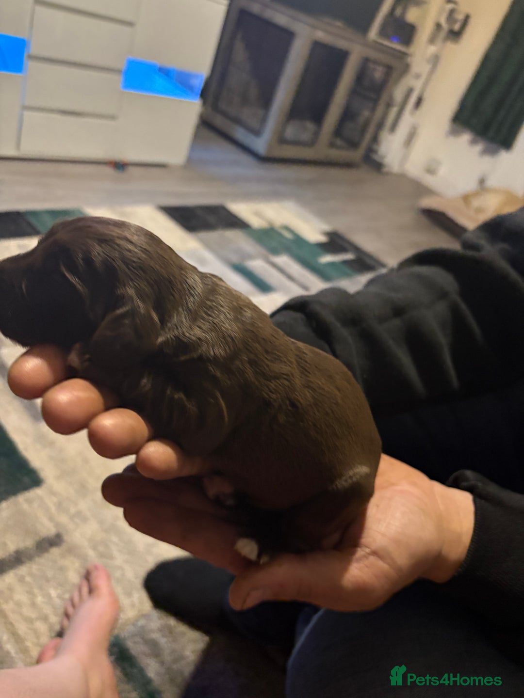 Cockerdor dogs for sale: Cockerdors  - Advert 27