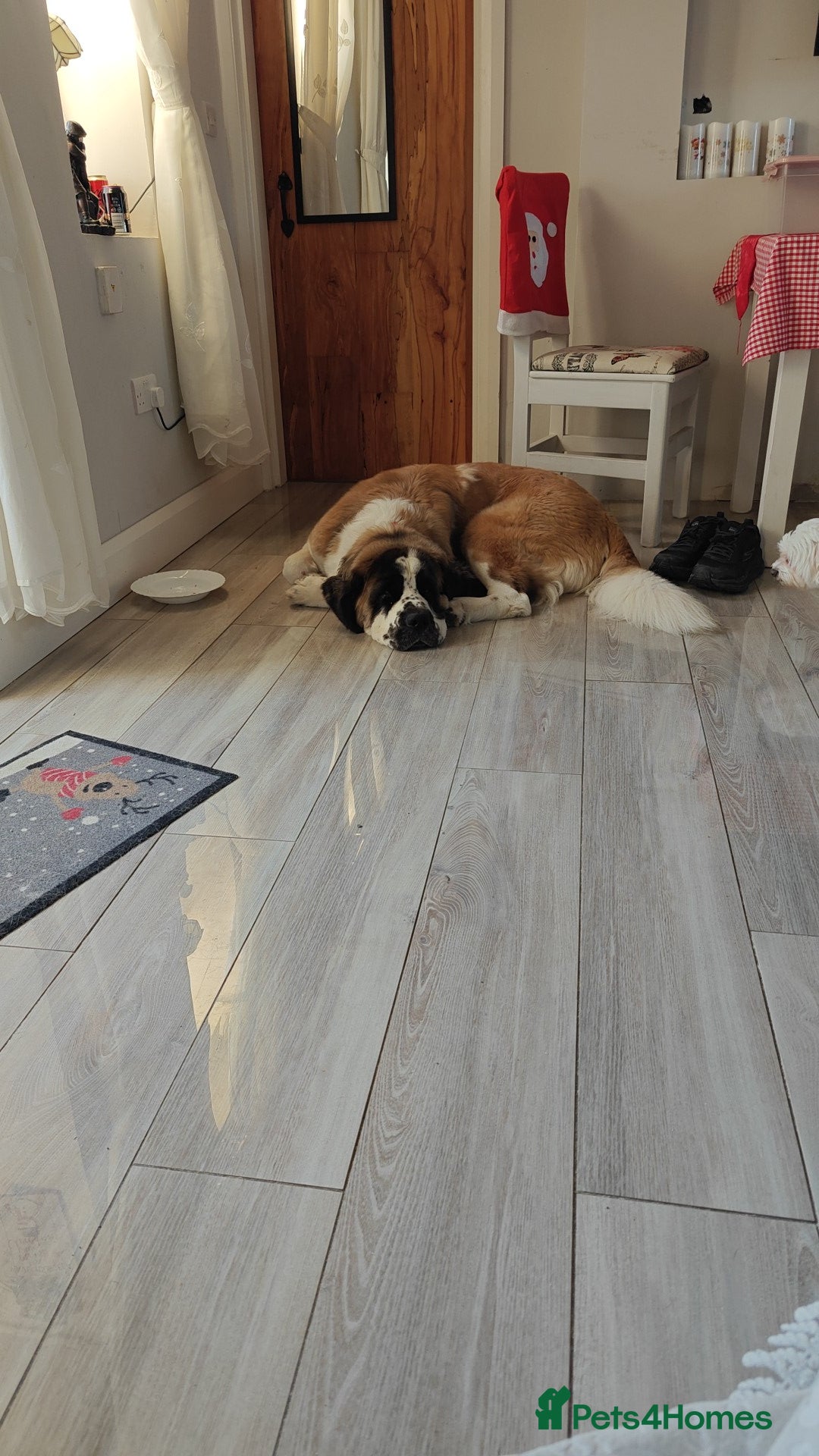 Saint Bernard dogs for sale: Saint for Rehoming  - Advert 4
