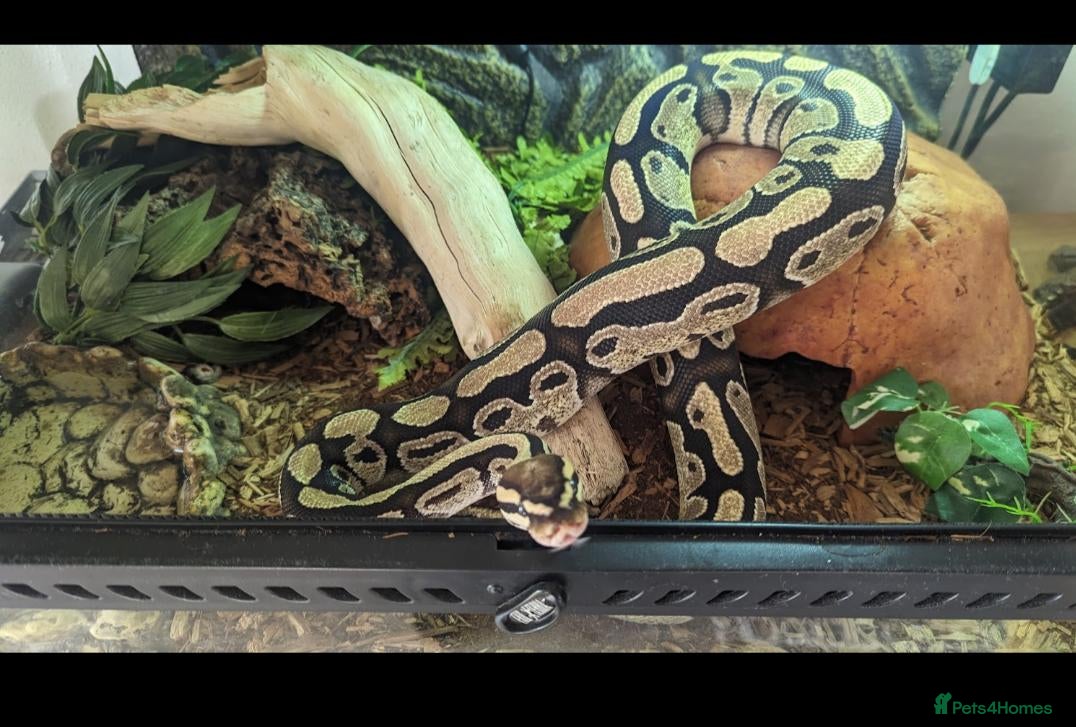 Python Snake reptiles Rehome for ball python  - Advert 1