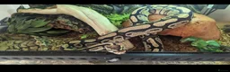 Python Snake reptiles for sale: Rehome for ball python  in Shepton Mallet - Advert 1
