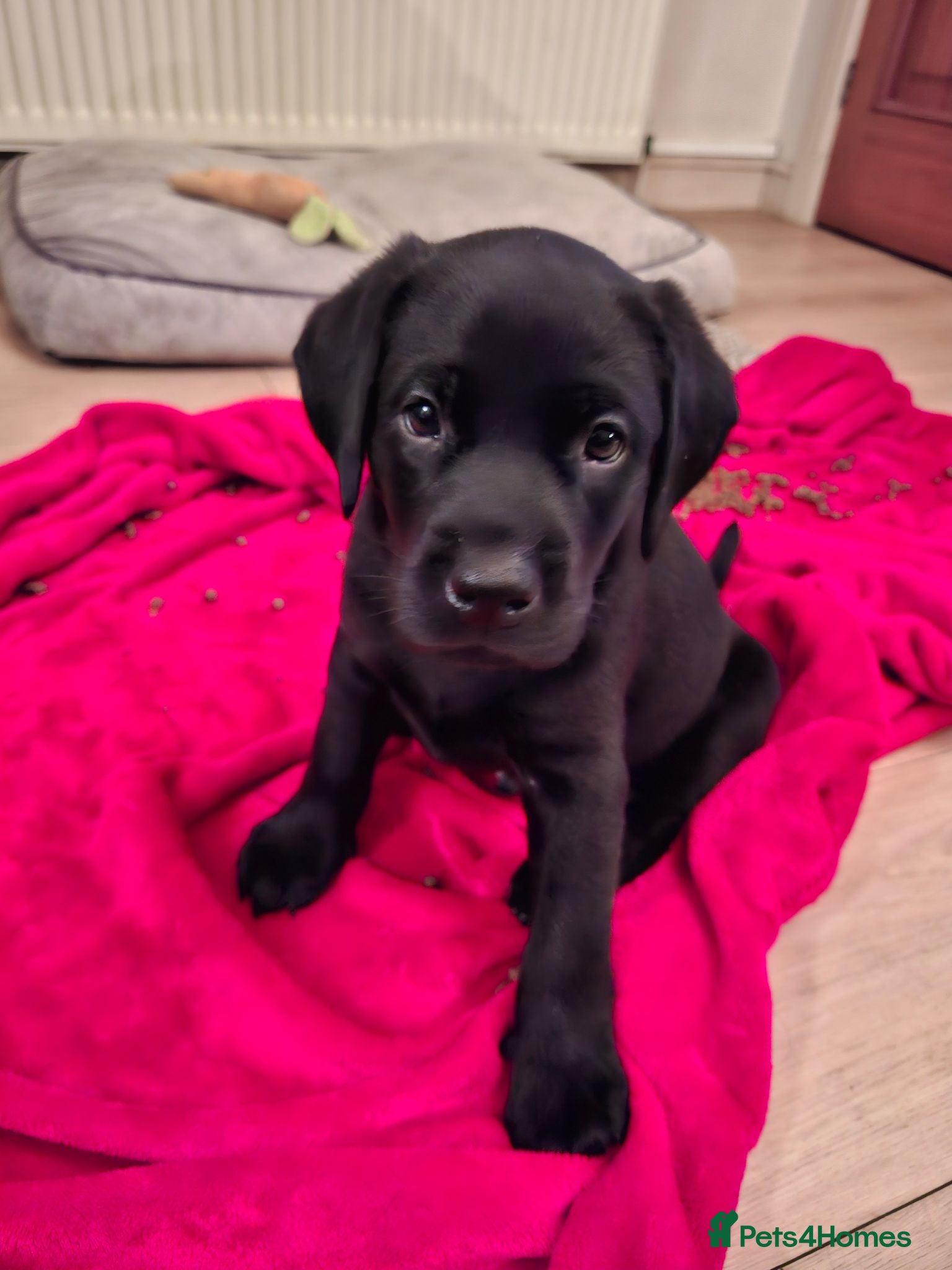 Labrador Retriever dogs Beautiful Black Labrador Pups - Advert 2