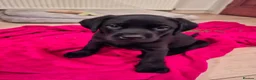 Labrador Retriever dogs for sale: Beautiful Black Labrador Pups - Advert 14