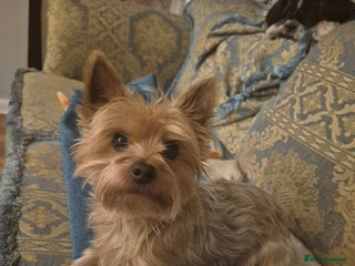 Yorkshire Terrier dogs Yorkshire terrier. - Advert 2