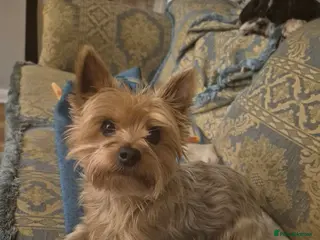Yorkshire Terrier dogs Yorkshire terrier. - Advert 19