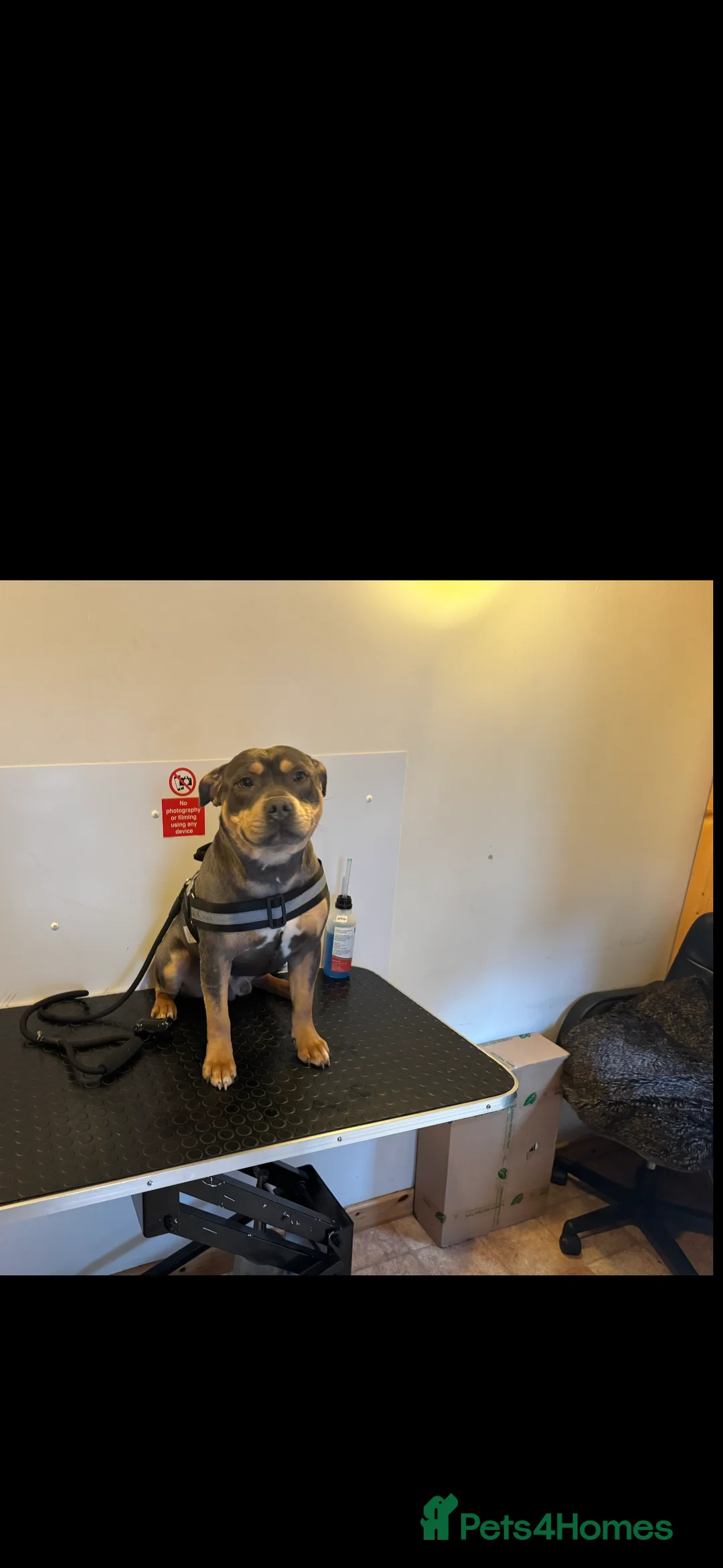 Staffordshire Bull Terrier dogs for stud: Blue Tri Staffordshire bull terrier staffy - Advert 6