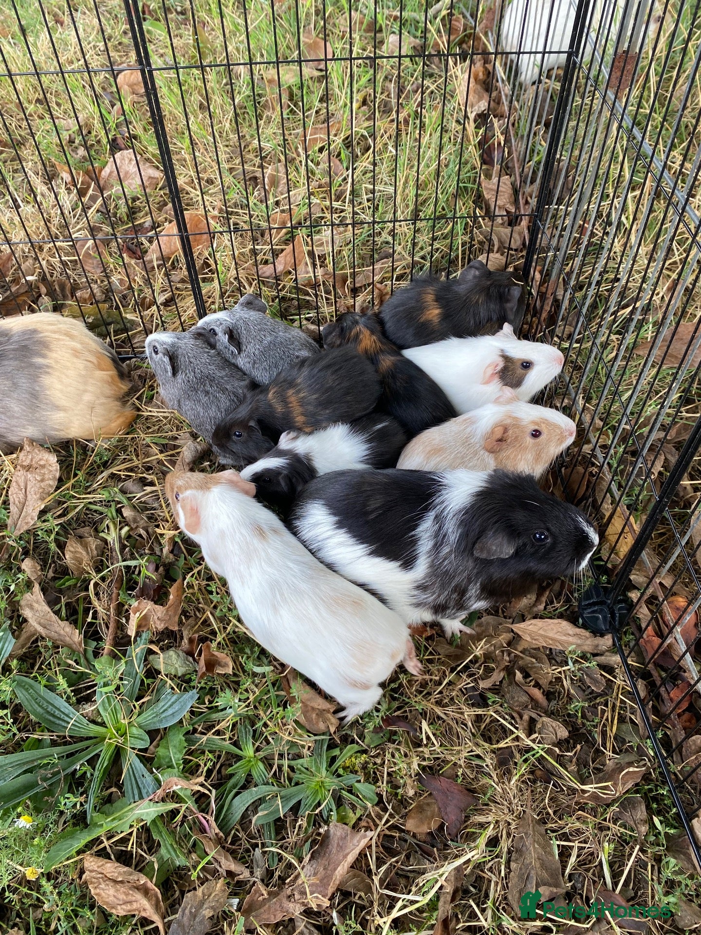 Guinea Pig rodents 7 male Guinea pigs  - Advert 1