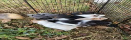 Guinea Pig rodents for sale: 7 male Guinea pigs  in Petworth - Advert 1