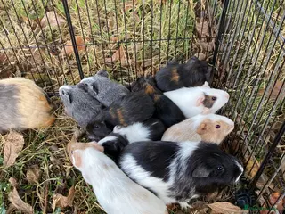 Guinea Pig rodents 7 male Guinea pigs - Advert 1