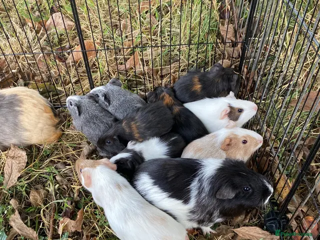 Guinea Pig rodents for sale: 7 male Guinea pigs - Advert 1
