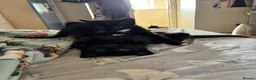 Mixed Breed cats for sale: 2 lovely female kittens  - Advert 1