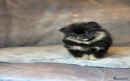 Pomeranian dogs for sale: Lovely little Poms available  - Image 9