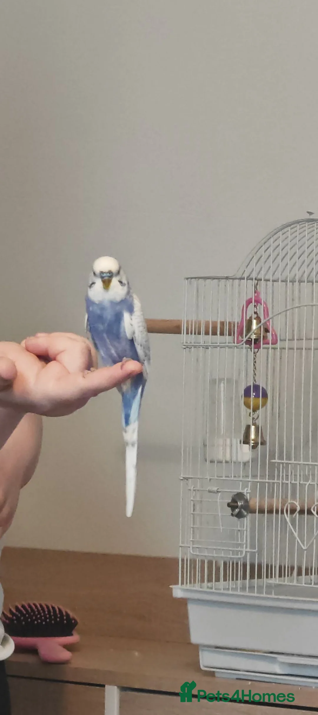 Budgerigars birds for sale: Male budgie  - Advert 4