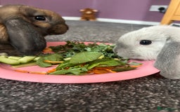 Mini Lop rabbits for sale: Mini Lop male brothers  - Image 9