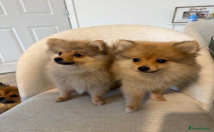Pomeranian dogs - Advert 6
