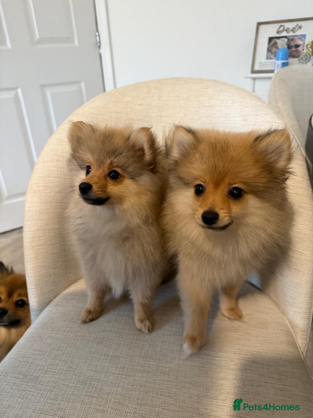 Pomeranian dogs for sale: 🐾 Last 2 Pomeranian Puppies Available! 🐾  - Image 1
